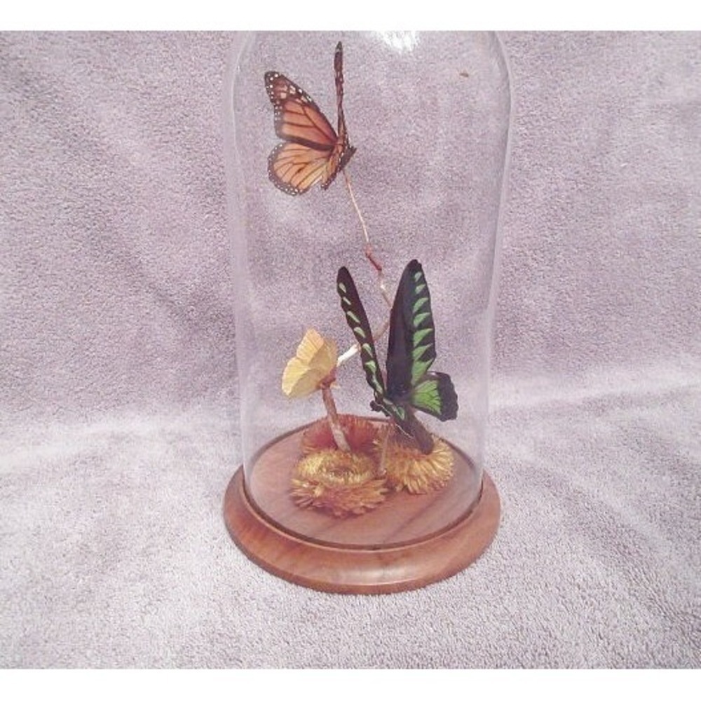 Vtg Real Butterfly Glass Dome Terrarium 12" Taxidermy Display Monarch Birdwing